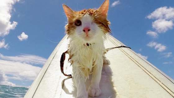 Hang-Ten Mr. Kuli Fluffles.