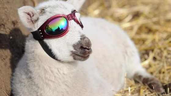Get ready to meet the coolest Little Lamb around! 