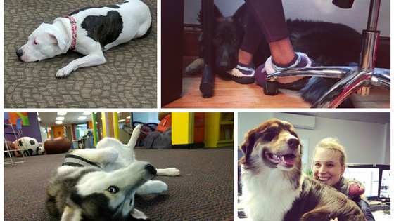 Everyone needs a dog in their office, but what kind of office dog is right for you? A Napper? A Footwarmer? A Fetcher? A Greeter? Find out here!