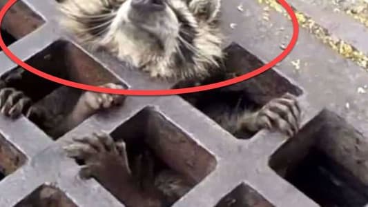 Who knows how many people might have seen the raccoon before her and continued on with their day. This girl's phone call saved a life and it's a great sign that there is some humanity in people.