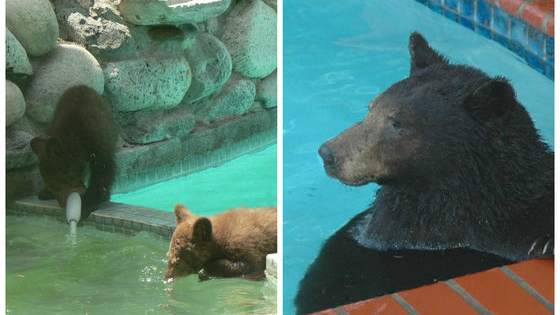 Everyone likes to take a dip in a pool during a hot summer like this, and bears are no exception, apparently.