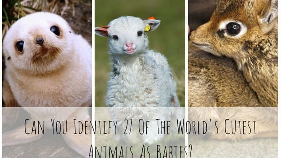 If you think these adult animals are cute, just wait until you see them as kids, but can you tell what they'll grow up to be?