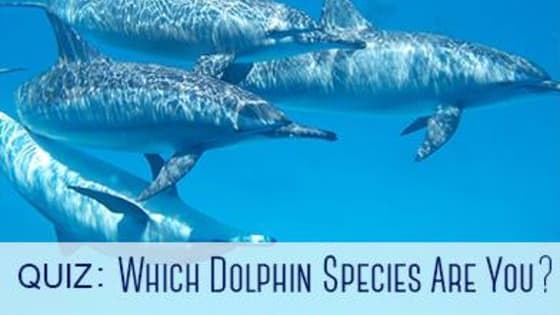 There are a lot of different dolphin species out there, each with their individual behavioural patterns and unique habits. Take our quiz to find out which dolphin species you are!