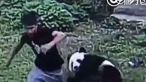 A Chinese man recently entered a Panda enclosure to impress two girls he came to the zoo with. Did he accomplish his goal?