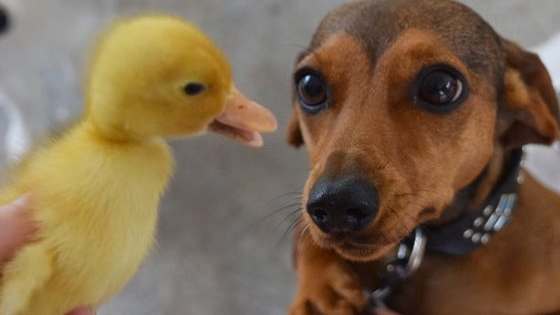 With a woof woof here and a quack quack there...