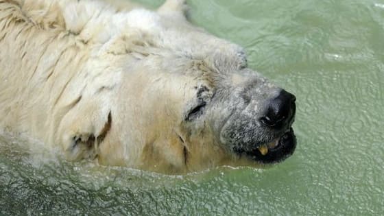 Arturo was the only Polar Bear living in captivity in Argentina 
