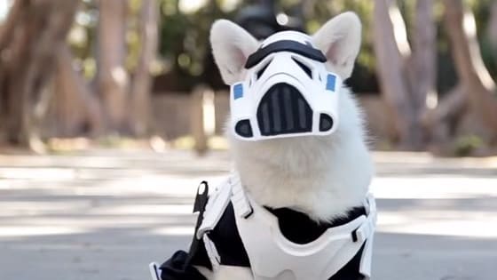 A corgi stormtrooper! The cuteness is almost unbearable...