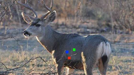 Test your bowhunting skills with this shot placement challenge!