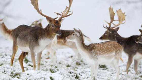 There are many animals that love the cold weather. Can you name all 15 of these Winter Animals?