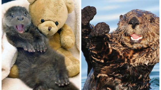 Otters live beautiful, peaceful lives, playing in the water and on land. Here are 21 happy otters going about their days...