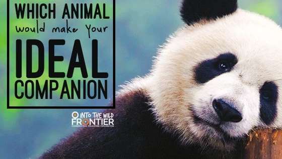 Have you ever wondered which animal would make your ideal buddy? From the black and white panda to the leaping lion to the serene dolphin. Which would best suit you?