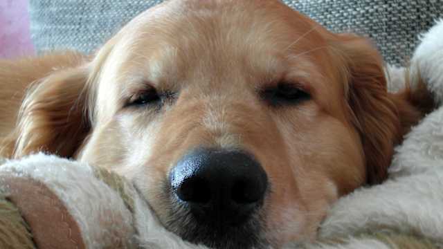 Keep your furry friend from ruining that nice sofa!