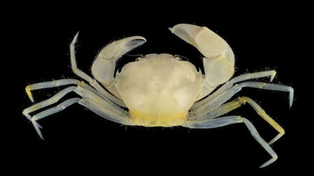 A newly studied crab found along the coasts of Guam has a magical new name! Find out more about Harryplax severus here!