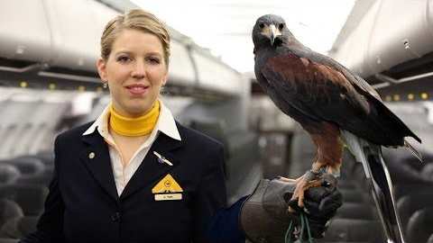 An image recently surfaced on the internet of a plane full of birds. Though many initially thought the plane had been chartered, only 80 seats were actually occupied by the pet falcons of a Saudi prince.
