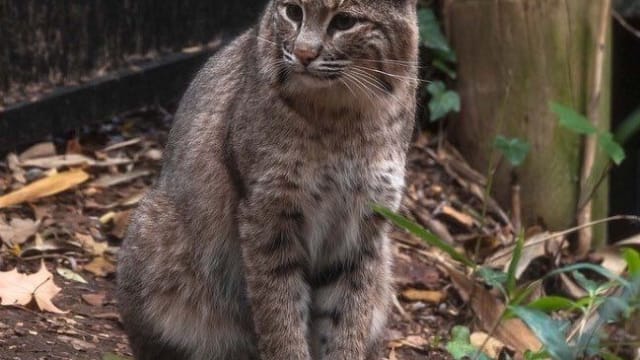 There's an escaped bobcat on the loose in Washington, D.C.! Ollie broke out of the National Zoo this morning, and she's been roaming the streets (and enjoying Twitter) ever since. She's still at large! Do you think we'll find her?