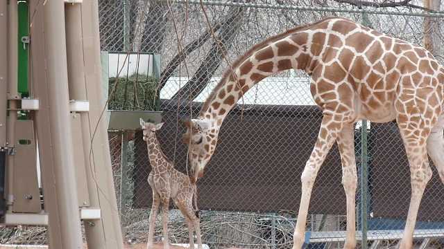 Born February 28, the little giraffe has kept zoo staff worried with several health problems since his birth, but he's finally been allowed out into his exhibit with his family!