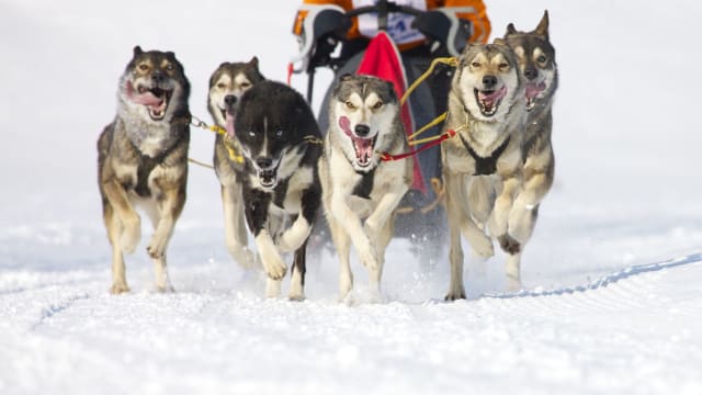 "The Last Great Race" is a grueling dog sled race across hundreds of miles of frozen Alaskan terrain. Do you have what it takes to win it? Find out here!
