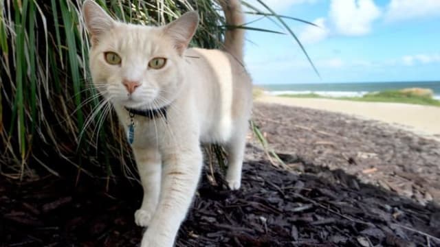 This outdoor kitty has quickly become a favorite with locals and can't get enough time out on the beach. Find out more here!