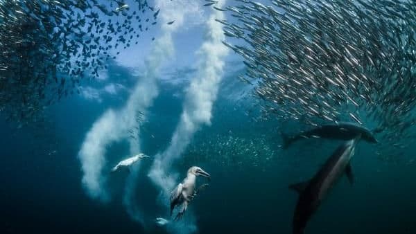 A photo of sardines migrating off the coast of South Africa has beaten off thousands of entries from around the world to become the 2016 National Geographic Nature Photographer of the Year .

The winning photographer - Greg Lecouer - has won £2,000 ($2,500) in prize money and a 10-day trip for two to the Galapagos Islands with National Geographic Expeditions. A panel of photographers and editors from National Geographic ranked 2016's most powerful photos of natural phenomena. The competition was split into 