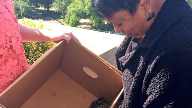 After a joint effort between the Librarian of Congress and DC Police, a dozen ducklings and their mom were rescued from the roof of the library of Congress on Tuesday. Find out more here!