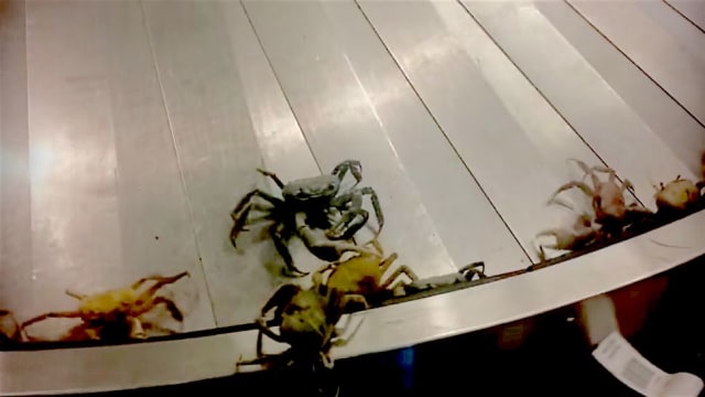An airport in the Bahamas received an unexpected visit from some crabby crustaceans!