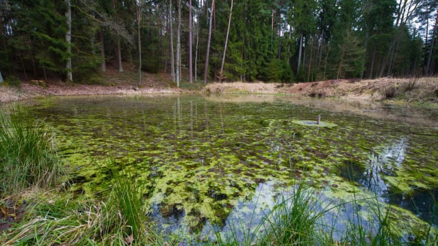 Algae blooms are on the rise. So what does that mean for our freshwater supply?