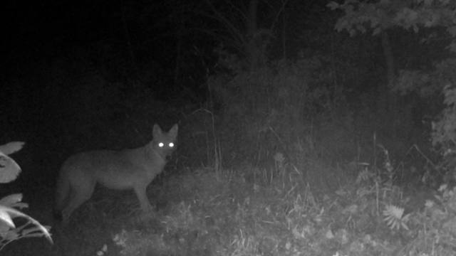 Coyotes are now being spotted in huge numbers in places like Nashville, TN, where a whole wave of pets have started to disappear.