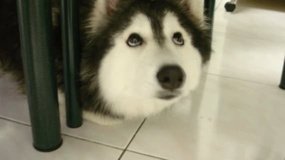 This dog is part husky and malamute, but it was raised by a house full of cats. Her name is Tally and she's the cutest cat-dog ever!