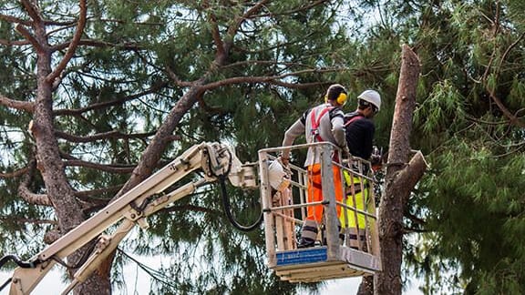 You live in Lehi, UT and want a tree or branch remove.

Why do you need this?

Home owners usually require a tree service for 3 reasons. Whether the whole tree or part of the tree is blocking sunlight or perhaps a particular view they wish to have. A part of the tree is simply too near to a window as a result becoming dangerous need to high winds come over the area.

Or, an individual prefers a flat lawn without any obstructions. Even individuals who like trees do not usually desire them in the center of th