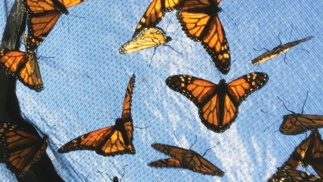 Iowa has begun a conservation effort to save the Monarch Butterfly.