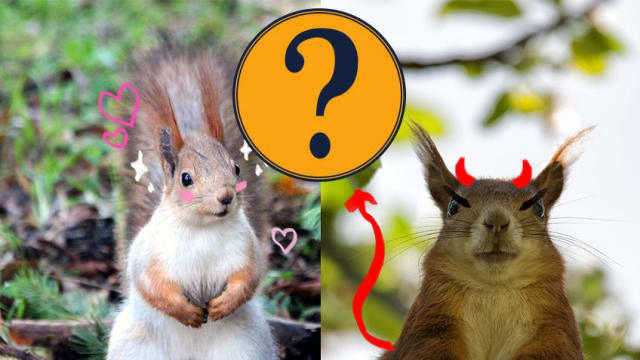 Are these squirrels cute or not? Let us know your thoughts below by voting in this poll.