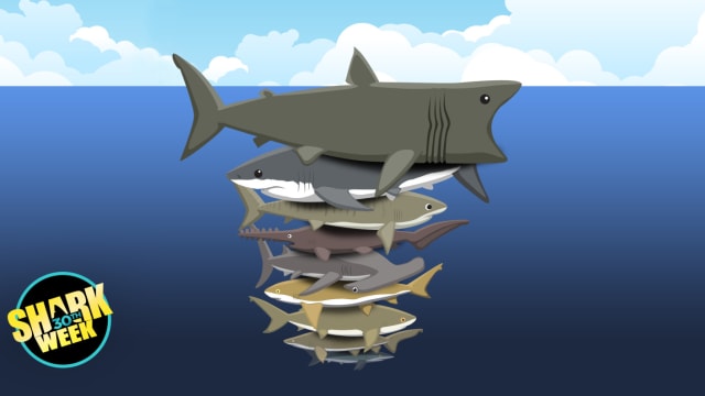 Ти коли-небудь замислювався про те, на яку акулу  схожий найбільше? Пройди наш тест, щоб дізнатися!