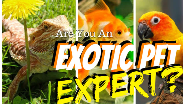 We all know housecats and our handful of dog breeds, but did you know almost 50% of pet owners also have an exotic pet? See if you can name 17 out of 20, and if you can, you're absolutely an Exotic Pet Expert!