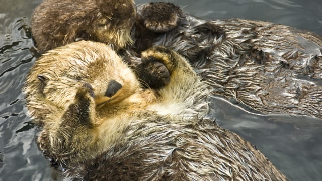 YES - THESE OTTERS ARE HOLDING HANDS.