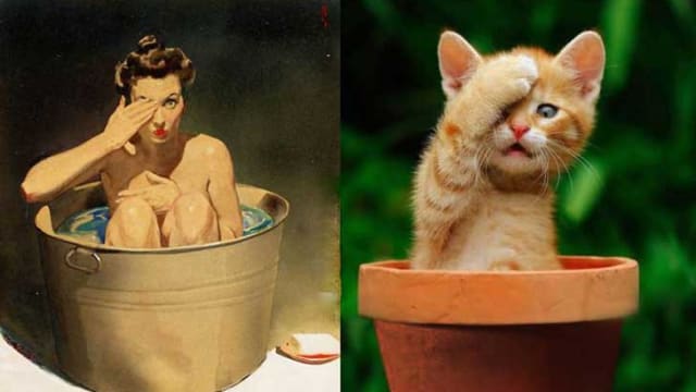 Ríete con estos lindos gatitos que imitan a las chicas Pin Up con sus poses tan sexys.