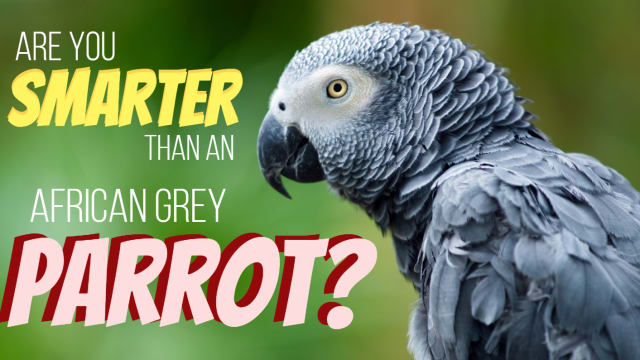 Each of these questions comes directly from intelligence tests given to African Grey Parrots by Harvard University. Can you outsmart one of the smartest animals on Earth?