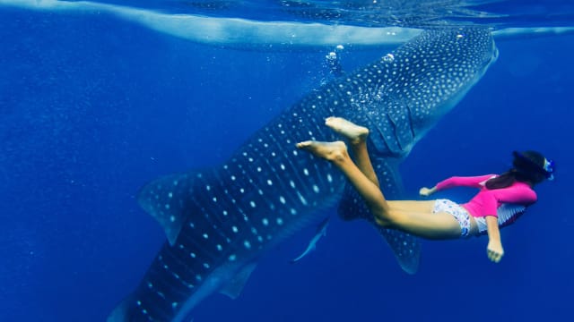 These gentle giants are completely misunderstood!
