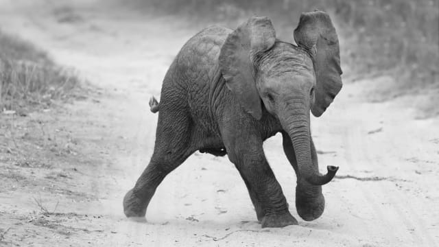 These incredible pachyderms are much more like us than you could ever imagine!