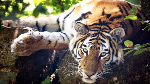 It isn't just a tiger's fur that's striped! These majestic, endangered beauties are hiding something just as amazing underneath that gorgeous coat!