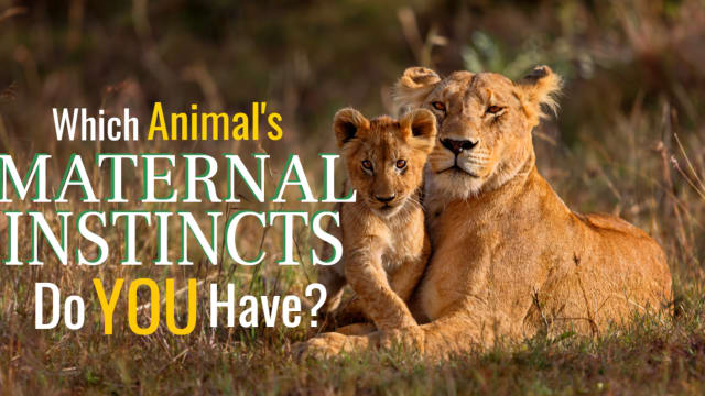 We all know a Mama Bear, but what about a Mama Lioness or Elephant Matriarch?