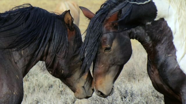 Run wild, run free! These wild and spirited horses cannot be tamed. If you love horsies, you'll love this video. Watch!