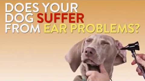 If you see that your dogs is suffering from ear problem. But you don't find anything visual. It might be a bigger problem. Purotic Extra Strength by innovetpet provides the best solution for dog's ear problems. It can be the best solution for your dog. For more go to: https://www.innovetpet.com/products/p...

Visit our website: https://www.innovetpet.com
Subscribe our channel: https://www.youtube.com/channel/UC6Qk...

Following Us... 

Twitter: https://twitter.com/innovetpet1
Facebook: https://www.facebook.com/InnovetPet/
Instagram: https://www.instagram.com/innovetpetp...
Pinterest: https://www.pinterest.com/InnovetPet1/

Purotic Extra Strength - Dog's Ear Problems Solution - https://youtu.be/lpLVgfl_6V4
