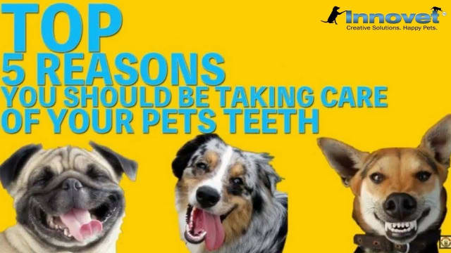 There is nothing worse than realizing that a beloved pet has bad breath. 

There are many options available to help your pets but finding the one that works for you can be difficult. Visit here: https://www.innovetpet.com/collection...


Visit our website: https://www.innovetpet.com
Subscribe our channel: https://www.youtube.com/channel/UC6Qk...

Here are 5 reasons CBD for pets may be what you're looking for.

# Doggie Bad Breath
# Gingivitis In Dogs
# Dog Periodontitis
# Dog Mouth Tumors
# Dog Heart Disease
# Dog Teeth
# Pets Bad Breath
# Take Care Of Your Pet's Teeth
# Best Dog Teeth Cleaning Products
# Brushing Pets Teeth


Following Us... 

Twitter: https://twitter.com/innovetpet1
Facebook: https://www.facebook.com/InnovetPet/
Instagram: https://www.instagram.com/innovetpetp...
Pinterest: https://www.pinterest.com/InnovetPet1/


TOP 5 Reasons To Take Care Of Your Pets Teeth - https://youtu.be/F6DrM4MwoyI