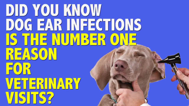 Why cleaning your dog's ears is important?
Visit here: https://www.innovetpet.com/collection...

PurOtic™ is a non-irritating wash designed by veterinary and health care professionals to break up wax and prevent ear infections. Made with a pharmaceutical grade emulsifier and combined with all natural ingredients, PurOtic™ instantly eliminates odor. For more go to https://www.innovetpet.com/products/n...

1. CBD For Pet Anxiety
2. CBD For Cancer In Pets
3. CBD For Pets With Joint Inflammation
4. CBD For Pets With Epilepsy/Seizures
5. CBD For Pets With No Appetite

Visit our website: https://www.innovetpet.com
Subscribe our channel: https://www.youtube.com/channel/UC6Qk...

Following Us... 

Twitter: https://twitter.com/innovetpet1
Facebook: https://www.facebook.com/InnovetPet/
Instagram: https://www.instagram.com/innovetpetp...
Pinterest: https://www.pinterest.com/InnovetPet1/

Dog Ear Infections Is The Number 1 Reason For Veterinary Visits - https://youtu.be/5uDJtJLOCiE