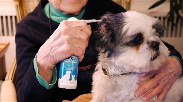 PurOtic is an ear cleaner for dogs and cats. It is made with all natural ingredients and does not contain any alcohol or sulfur. PurOtic is the only ear cleaner with a patented soft silicone applicator. This extremely soft silicone tip allows the solution to get deep into the pet's ear where it is most effective. PurOtic is a must for pets who resist ear cleaning. PurOtic is the safest and most effective ear cleaner ever produced. Cleaning is half the Solution. Delivery is Everything! For more visit our website: https://www.innovetpet.com/products/p...


Following Us on... 

Twitter: https://twitter.com/innovetpet1
Facebook: https://www.facebook.com/InnovetPet/
Instagram: https://www.instagram.com/innovetpetp...
Pinterest: https://www.pinterest.com/InnovetPet1/

Visit our website: https://www.innovetpet.com
Subscribe our channel: https://www.youtube.com/channel/UC6Qk...

Purotic Natural Dog & Cat Ear Cleaner - https://youtu.be/SGMiu2B53yA