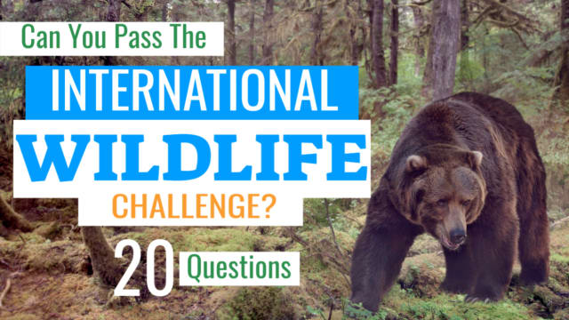 These twenty questions will let you know! The IWC is a wildlife awareness test that assesses your ability to identify basic facts, as well as the broad habitat of key species. On what continents are Grizzly Bears found? What about hedgehogs? And which species are critically endangered?