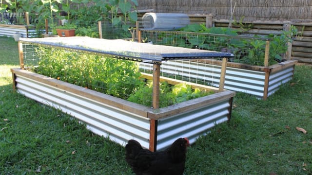 A raised garden bed has many advantages that you will make your plants thrive and make you a happy gardener. For example, it has better drainage, improved aeration and allows you to control weeds easily.
