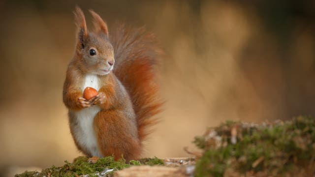 Wee squirrels in Scotland can now stay safe thanks to a rope bridge suspended between the trees over a road in the northwest Highlands.