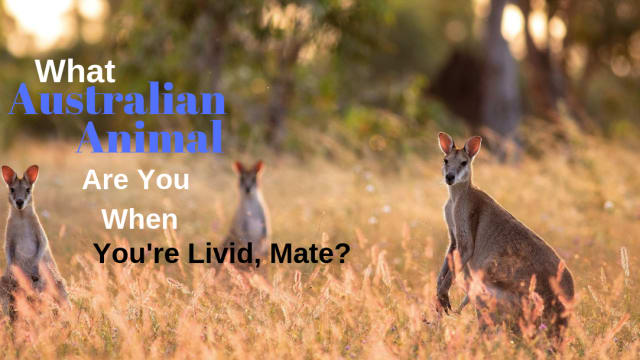 We can all have a temper from time to time. When you do, you are just like a certain animal from the Australian outback. Take this quiz and we'll determine which one.