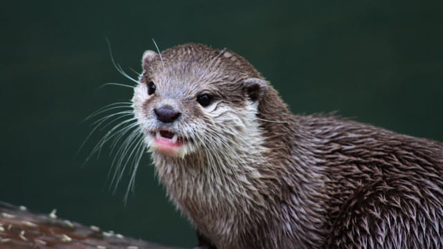 Otters are typically cute creatures that are afraid of humans. They're certainly not known for attacking people. So why did one Florida otter suddenly go crazy?